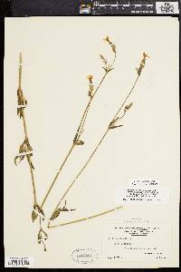 Silene latifolia image