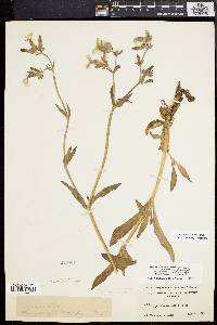 Silene latifolia image