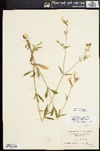 Silene latifolia image