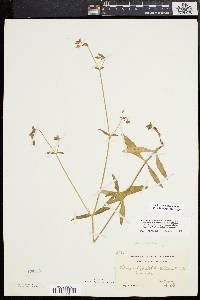 Silene latifolia image