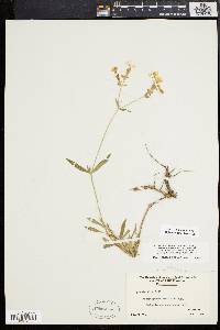 Silene latifolia image