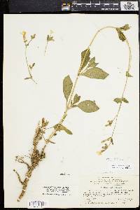 Silene latifolia image