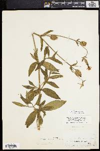 Silene latifolia image