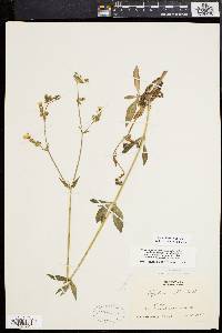 Silene latifolia image