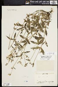 Silene latifolia image