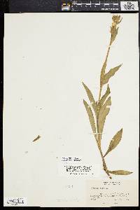 Silene latifolia image