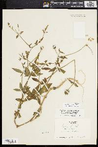 Silene latifolia image