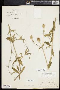 Silene latifolia image