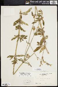 Silene latifolia image