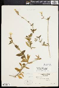 Silene latifolia image