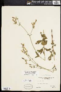 Silene latifolia image