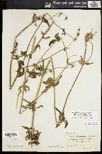 Silene latifolia image