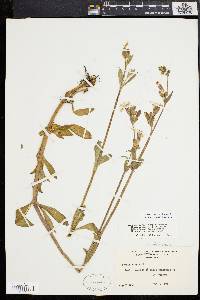 Silene latifolia image