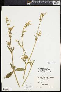 Silene latifolia image