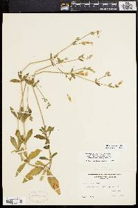 Silene latifolia image