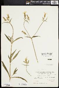 Silene latifolia image