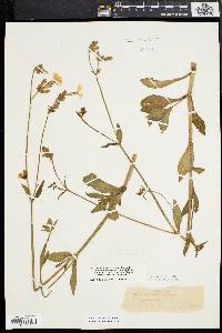 Silene latifolia image