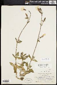 Silene latifolia image