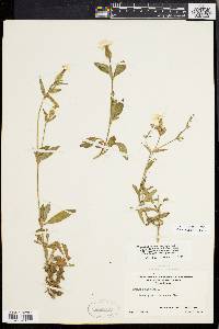 Silene latifolia image