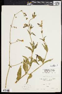 Silene latifolia image