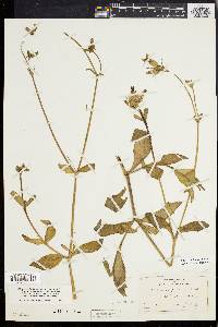 Silene latifolia image