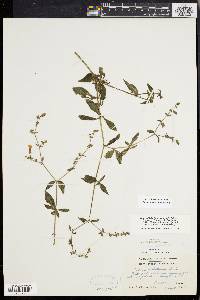 Silene latifolia image