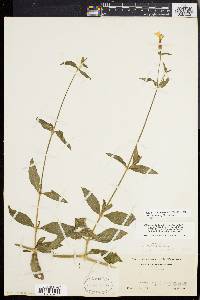 Silene latifolia image