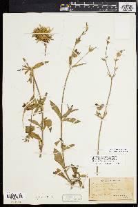 Silene latifolia image