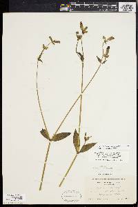 Silene latifolia image