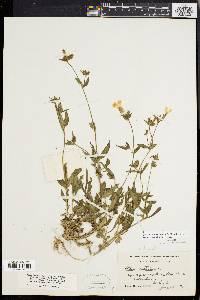 Silene latifolia image