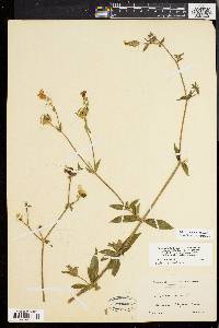 Silene latifolia image