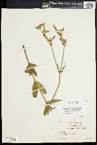 Silene latifolia image