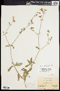 Silene latifolia image