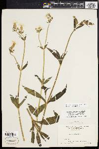 Silene latifolia image