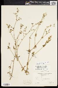 Silene latifolia image