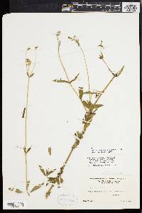 Silene latifolia image