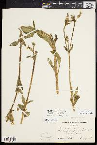 Silene latifolia image