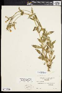 Silene latifolia image