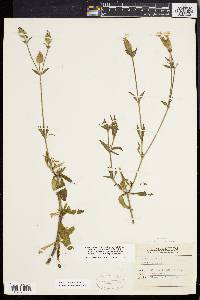 Silene latifolia image