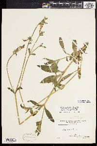 Silene latifolia image