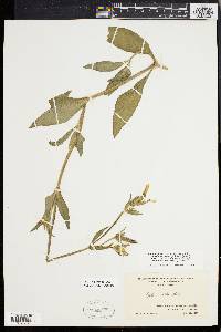 Silene latifolia image