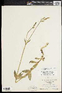 Silene latifolia image