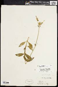 Silene latifolia image