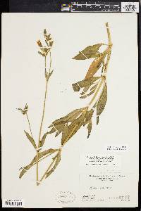 Silene latifolia image