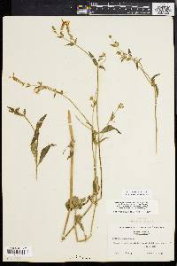 Silene latifolia image