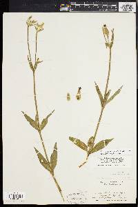 Silene latifolia image