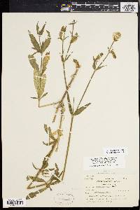 Silene latifolia image