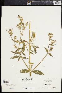 Silene latifolia image