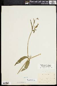 Silene latifolia image