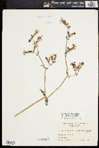 Silene latifolia image